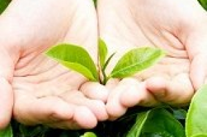 Associazione Italiana Degustatori e Maestri di Thè