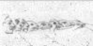 Univ. la Sapienza di Roma, Dip. Biologia Animale e Dell'Uomo