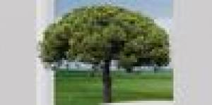 Studio Psicosomatica - Dott. Gianni Battaglion