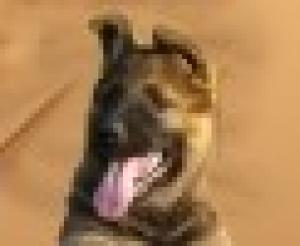 Il Cane come Terapia