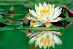 Lotus Olistica centro di ricerca olistica bio-naturale (associazione di promozione sociale)