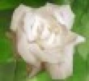 Istituto Internazionale di Psicosintesi Educativa