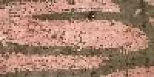 Itineraria Bruttii onlus