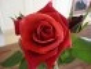 Studio di Psicologia e Psicoterapia