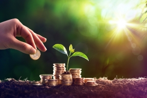 Germoglio tra dei soldi